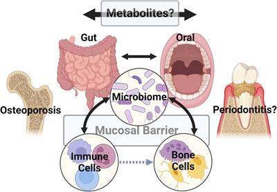 Microbiome, alveolar bone, and metabolites: Connecting the dots